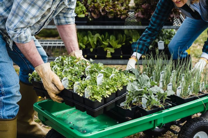 creating a vegetable garden